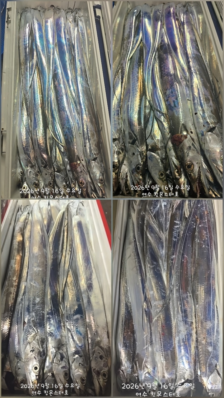 9월 16일 갈치 선상낚시 조황 현장 사진 31