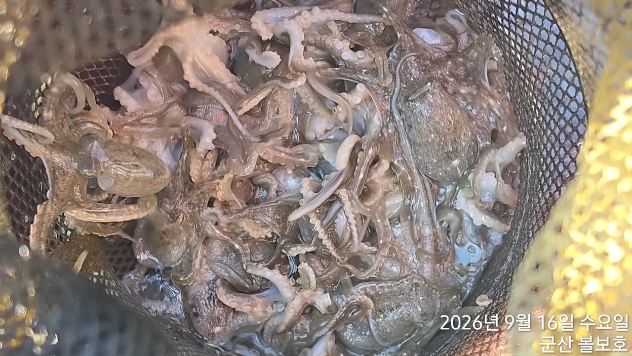 9월 16일 군산 주꾸미 선상낚시 조황 현장 사진 3