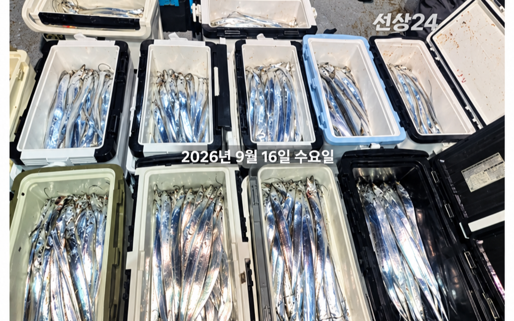 9월 16일 갈치 선상낚시 조황 현장 사진 1