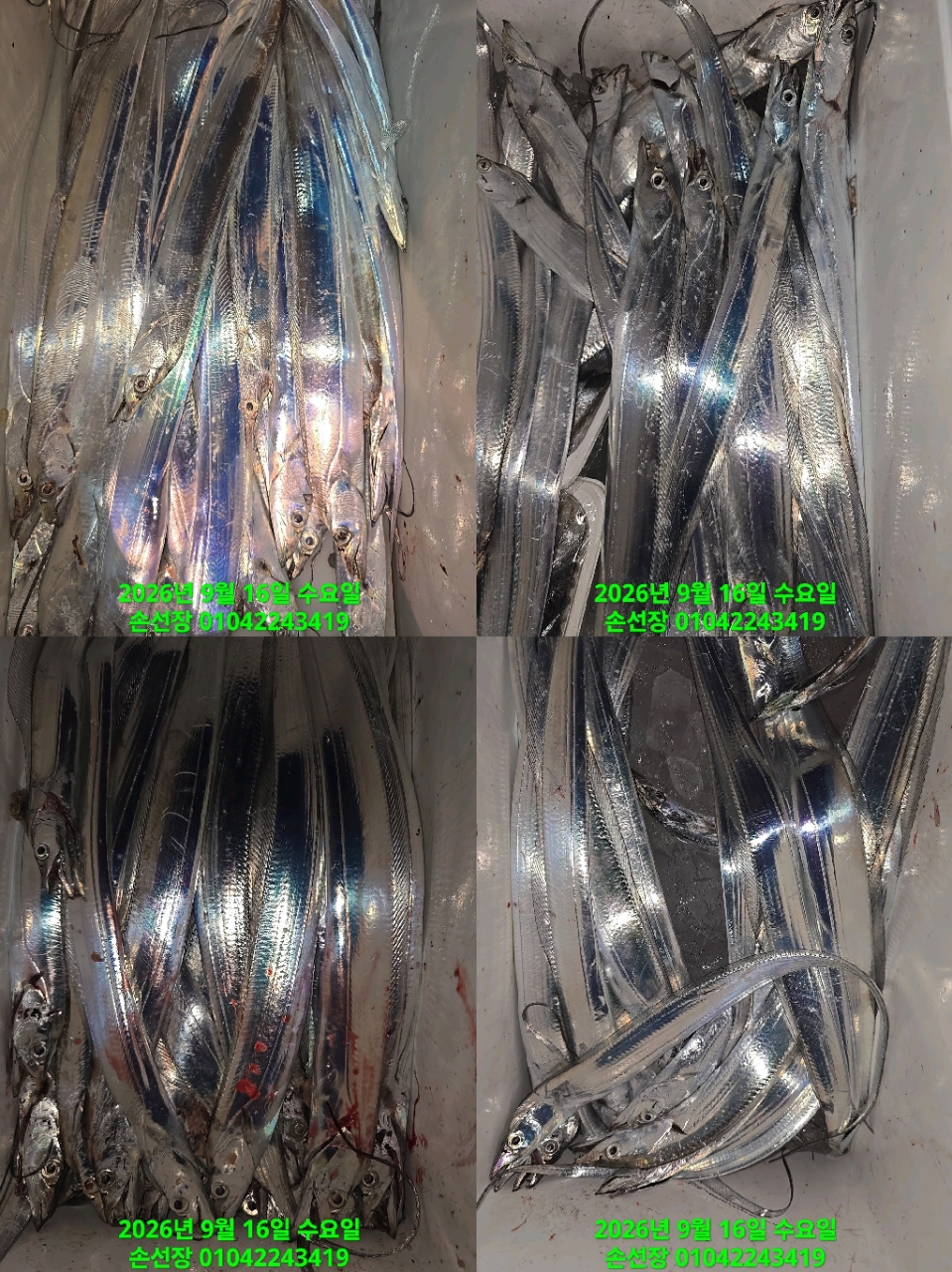 9월 16일 마산 갈치 선상낚시 조황 현장 사진 6