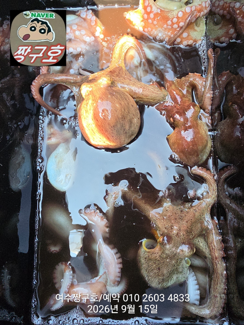 9월 15일 여수 문어 선상낚시 조황 현장 사진 22