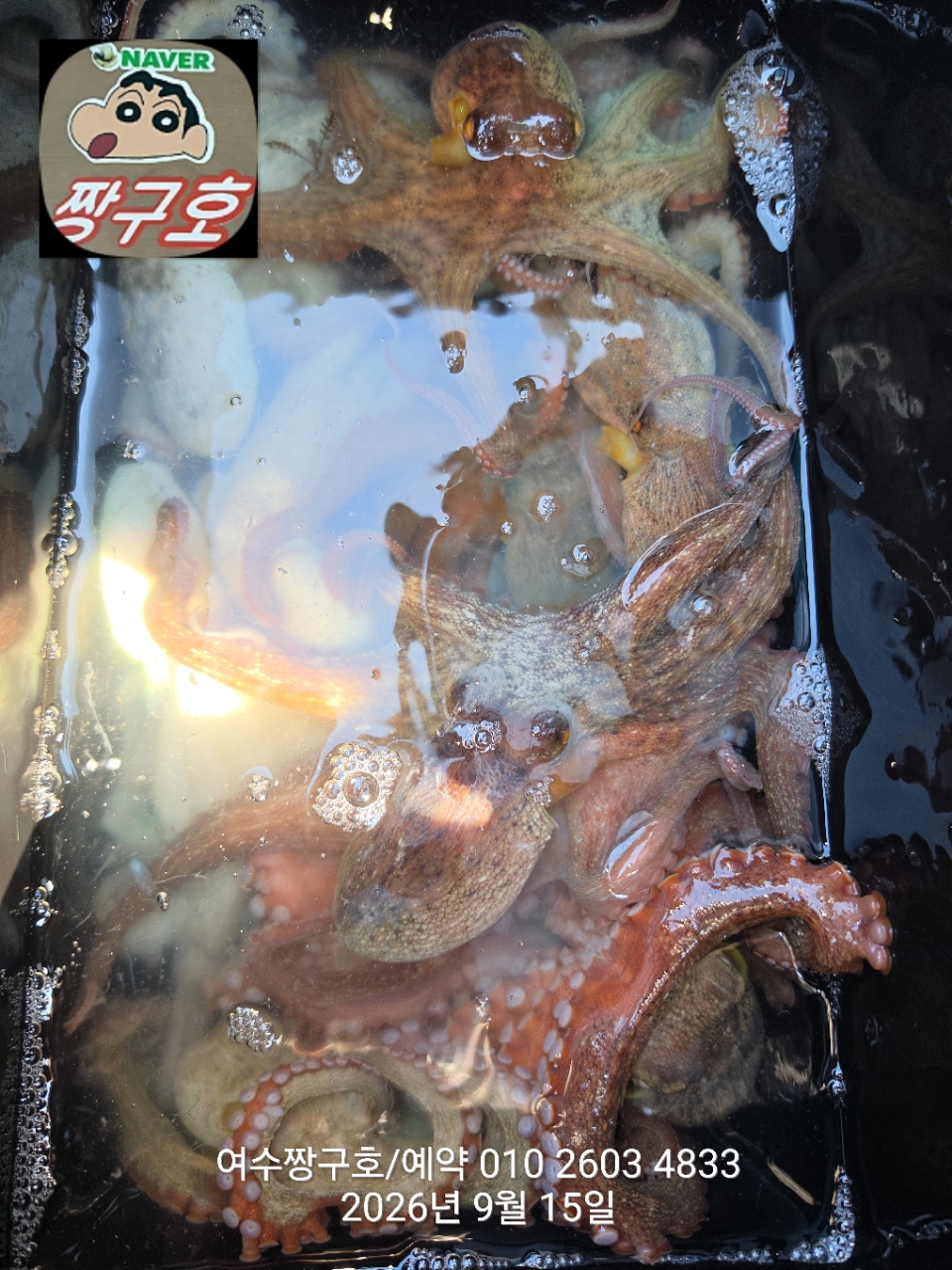 9월 15일 여수 문어 선상낚시 조황 현장 사진 6