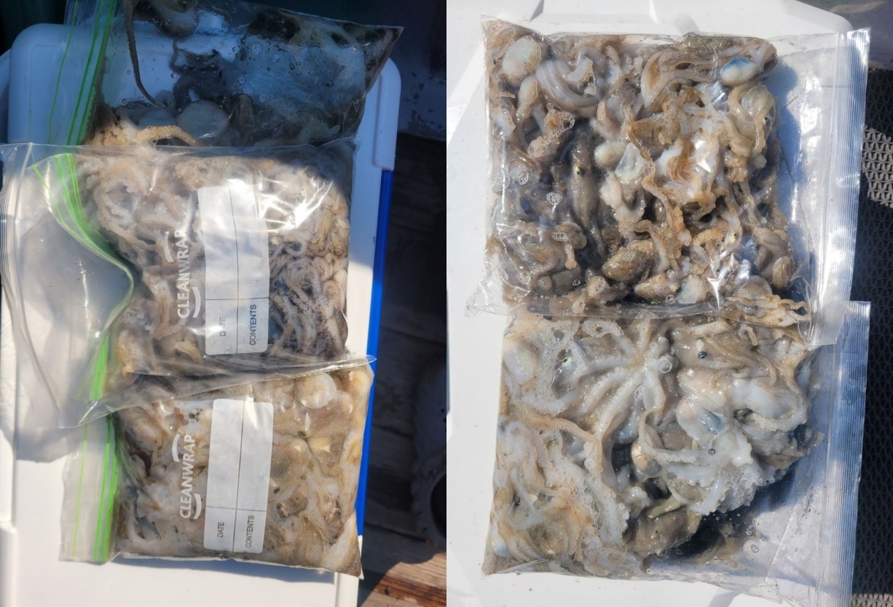 9월 16일 인천 갑오징어 선상낚시 조황 현장 사진 7