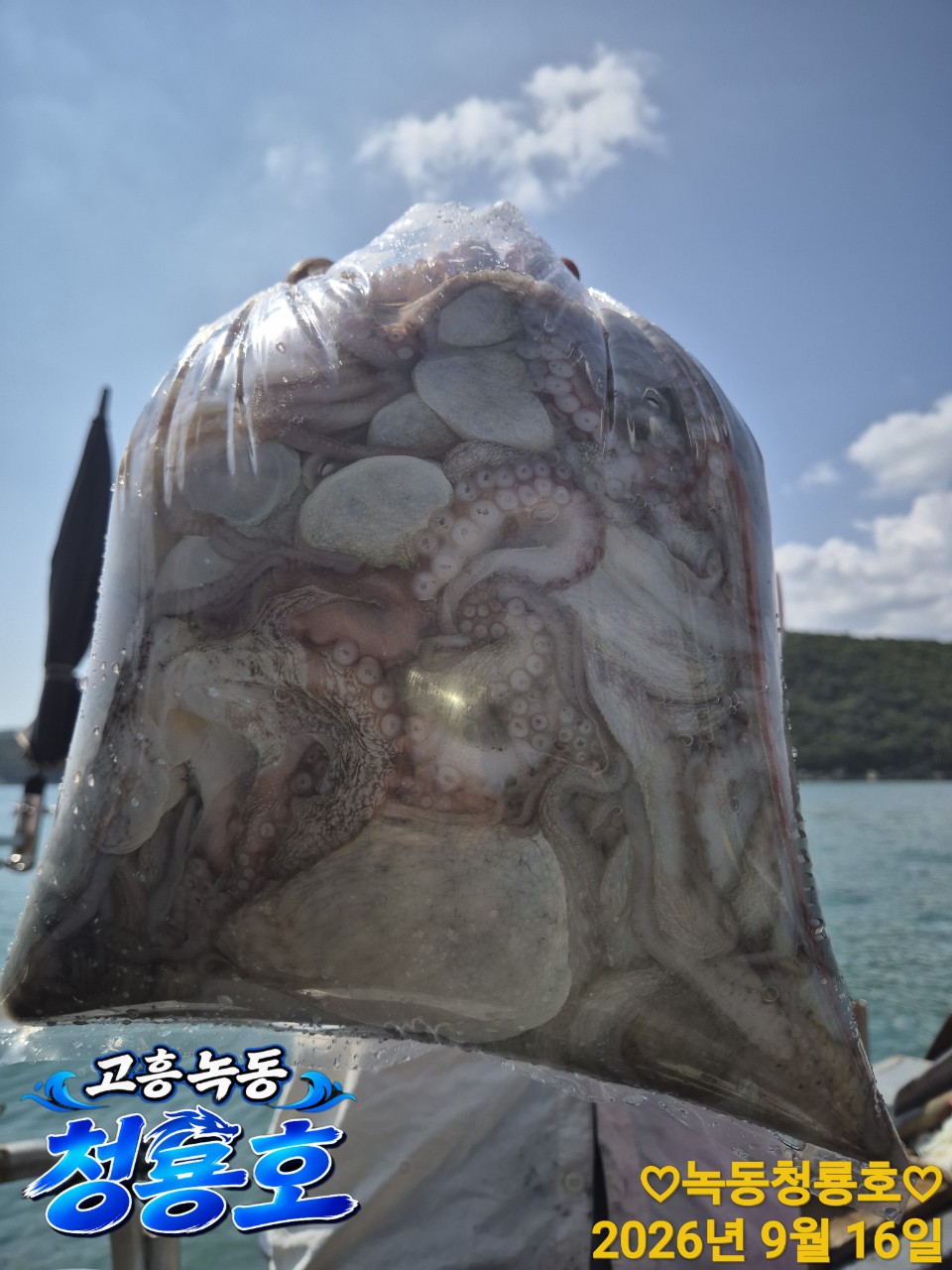 9월 16일 문어 선상낚시 조황 현장 사진 15