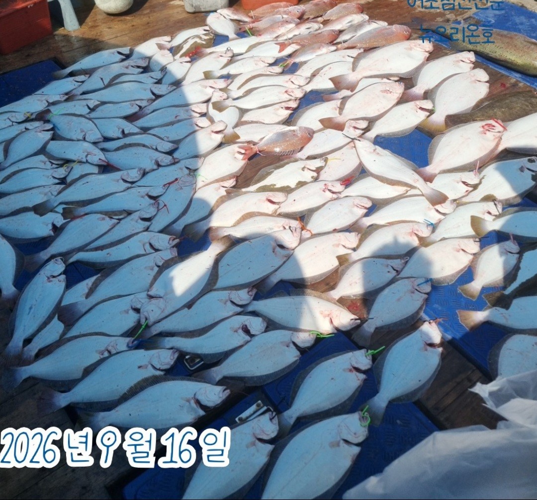 9월 16일 군산 주꾸미 선상낚시 조황 현장 사진 3