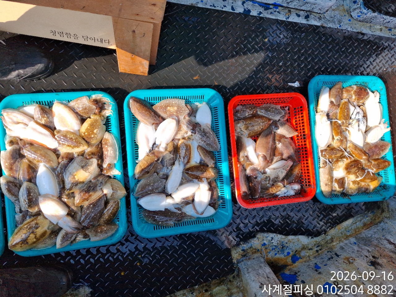 9월 16일 삼천포 갑오징어 선상낚시 조황 현장 사진 13