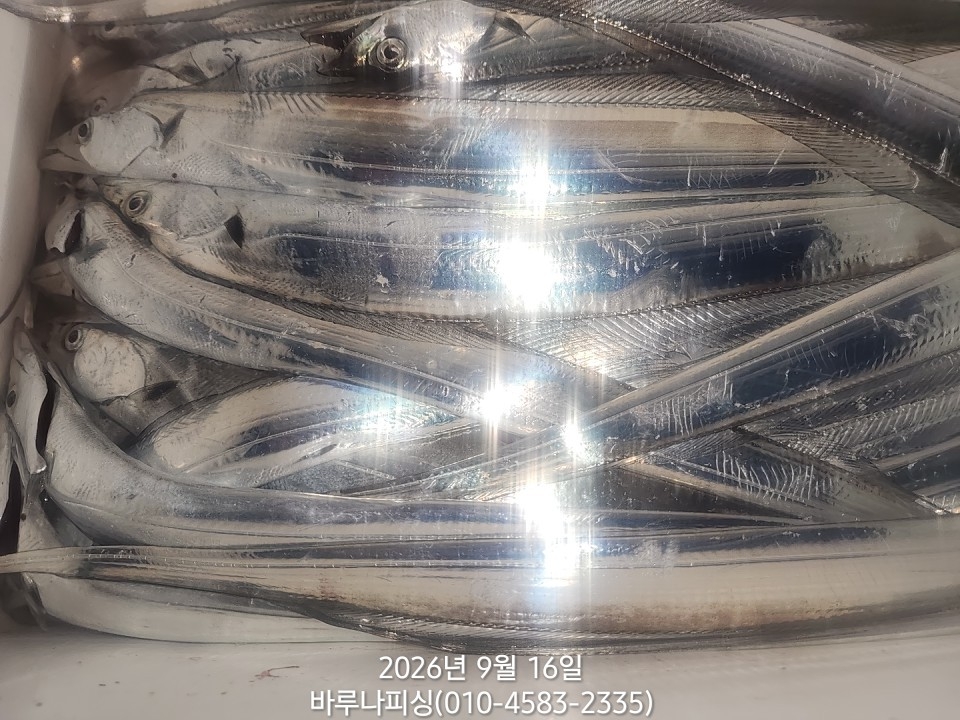 9월 15일 갈치 선상낚시 조황 현장 사진 4