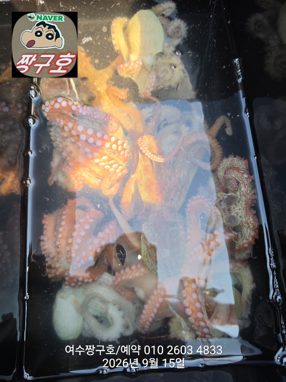 9월 15일 여수 문어 선상낚시 조황 현장 사진 4
