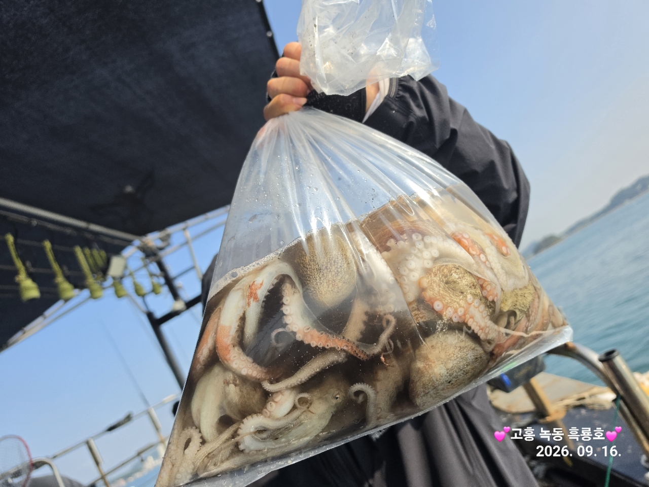 9월 16일 문어 선상낚시 조황 현장 사진 15