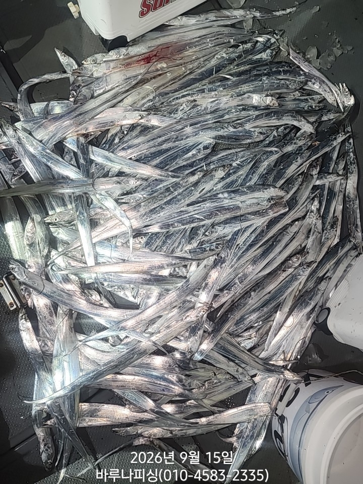 9월 15일 갈치 선상낚시 조황 현장 사진 1