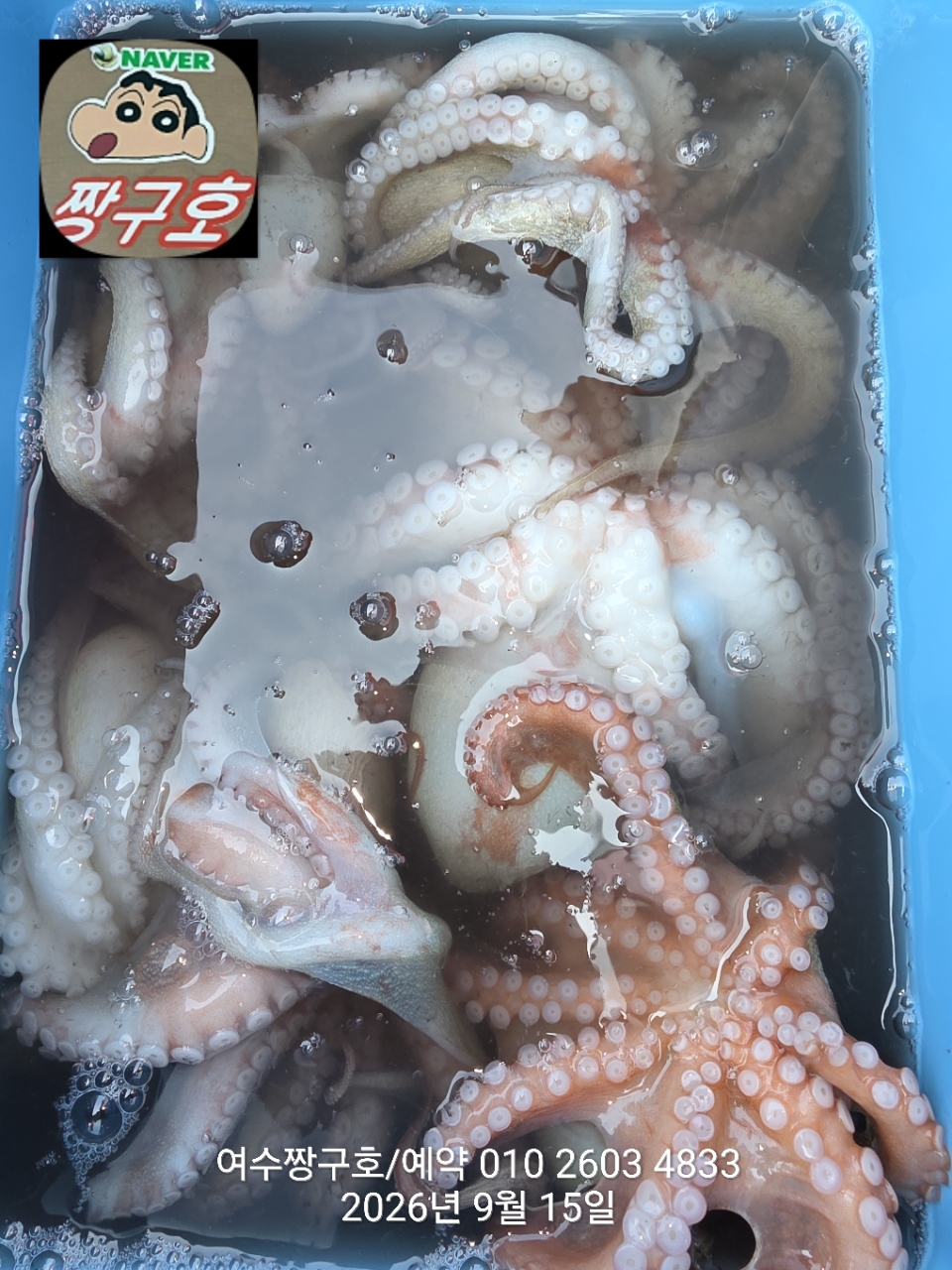 9월 15일 여수 문어 선상낚시 조황 현장 사진 16