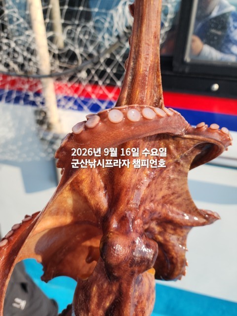 9월 16일 문어 선상낚시 조황 현장 사진 7