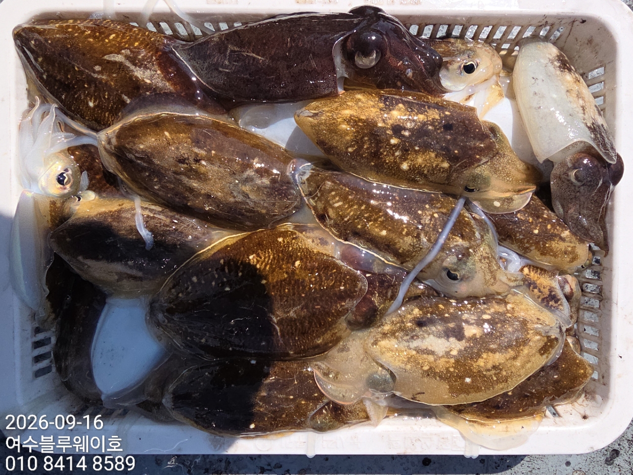 9월 17일 갑오징어 선상낚시 조황 현장 사진 6