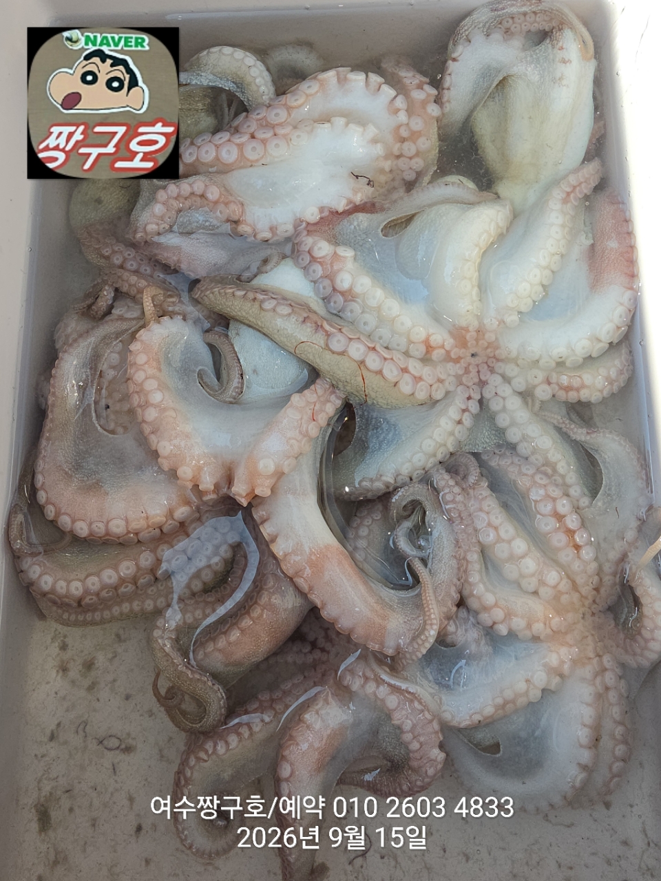 9월 15일 여수 문어 선상낚시 조황 현장 사진 5