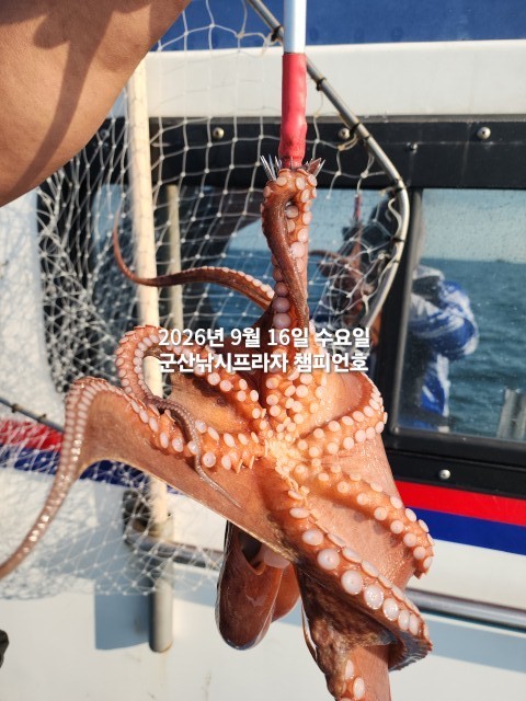 9월 16일 문어 선상낚시 조황 현장 사진 4