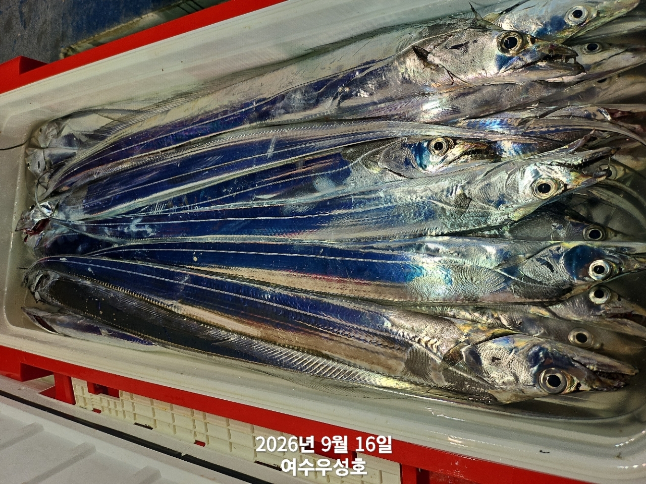 9월 16일 여수 갈치 선상낚시 조황 현장 사진 20