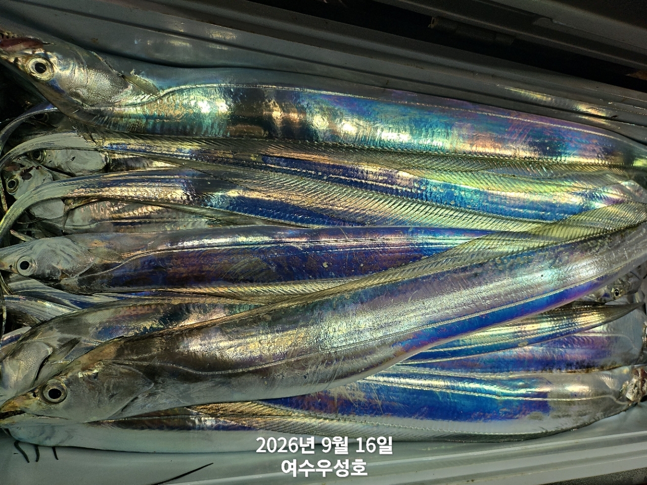9월 16일 여수 갈치 선상낚시 조황 현장 사진 7