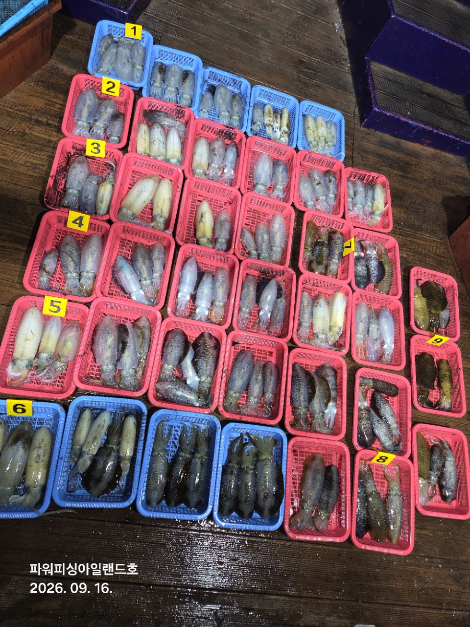 9월 15일 통영 무늬오징어 선상낚시 조황 현장 사진 1