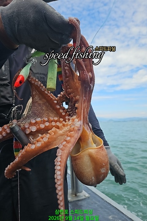9월 16일 삼천포 문어 선상낚시 조황 현장 사진 9