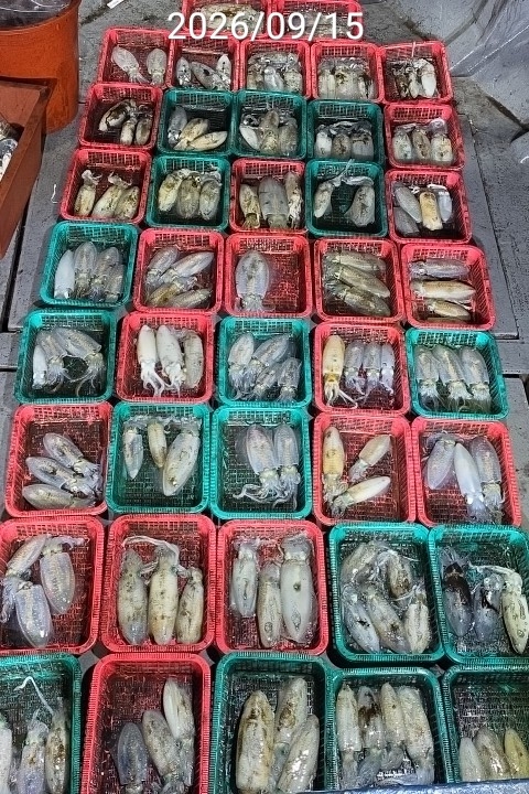 9월 17일 진해 무늬오징어 선상낚시 조황 현장 사진 9