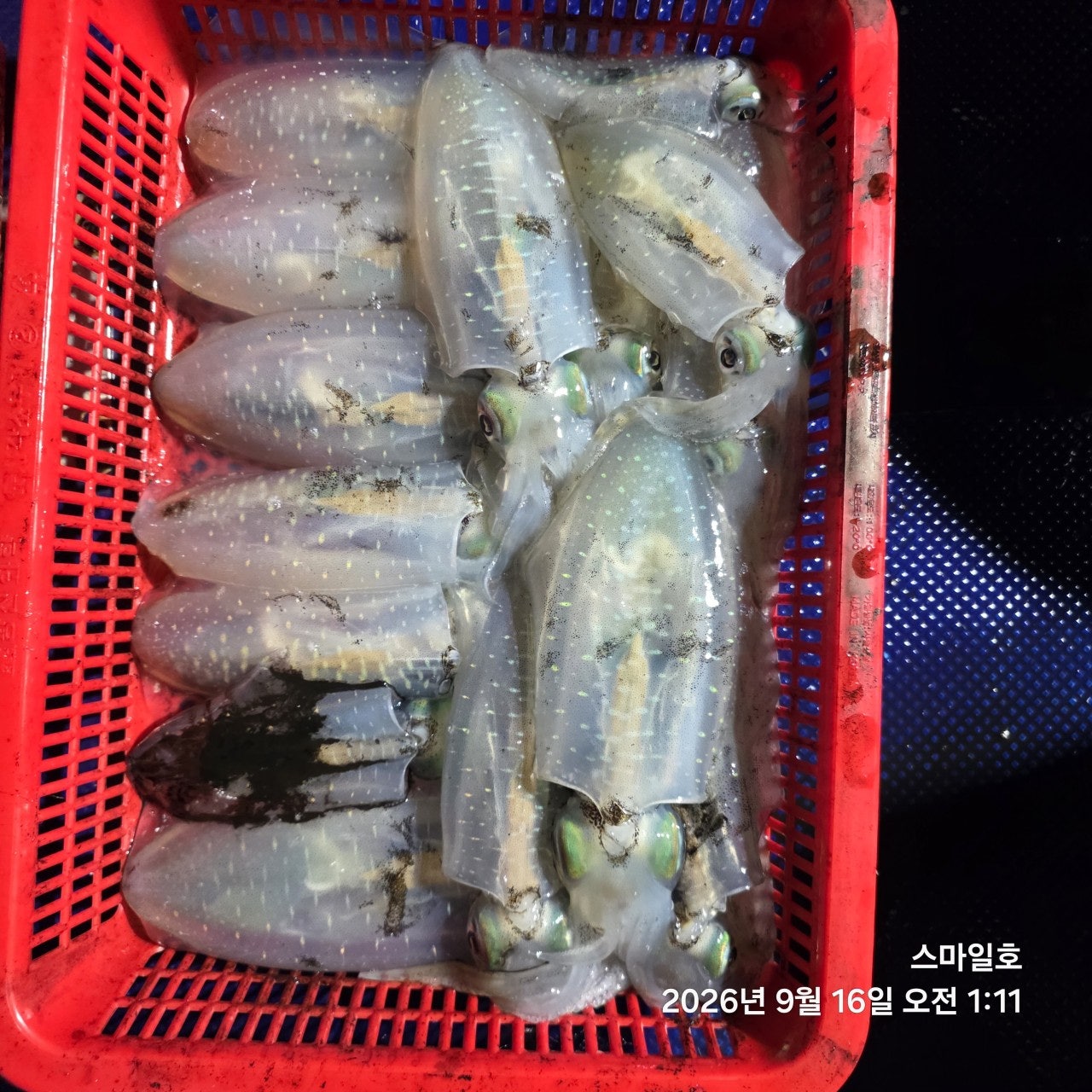 ����ڰ� �ø� �̹���