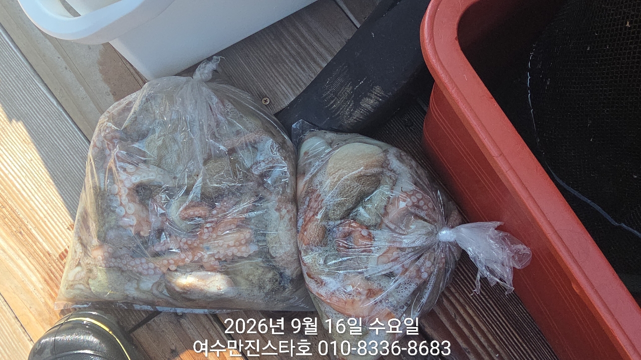 9월 16일 여수 문어 선상낚시 조황 현장 사진 12