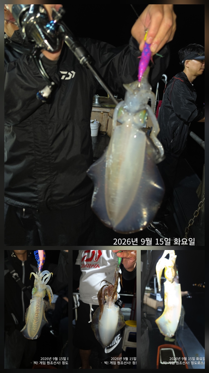 9월 16일 포항 무늬오징어 선상낚시 조황 현장 사진 40