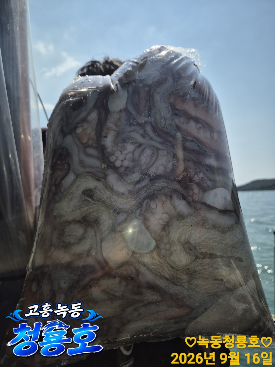 9월 16일 문어 선상낚시 조황 현장 사진 13
