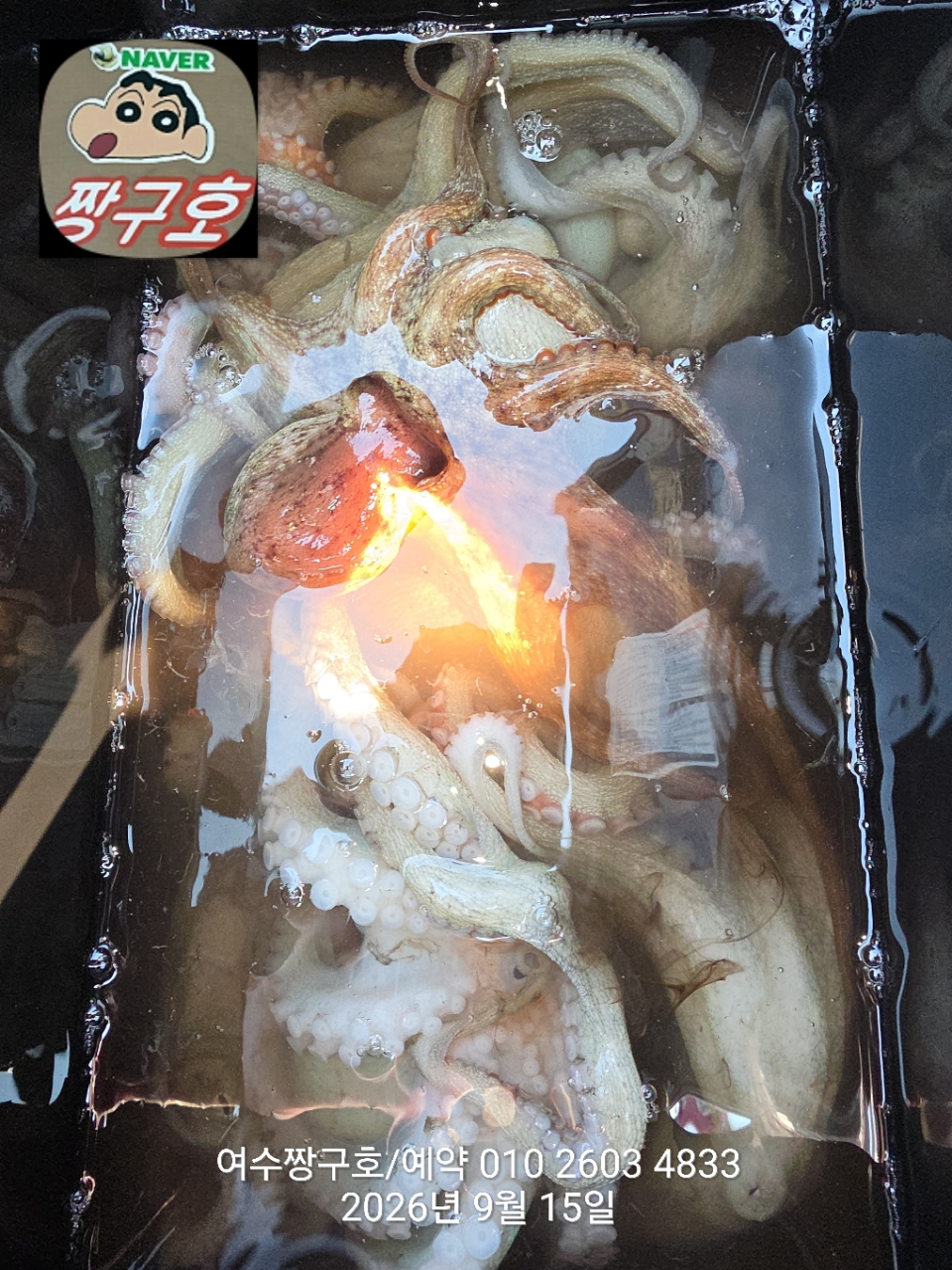 9월 15일 여수 문어 선상낚시 조황 현장 사진 11