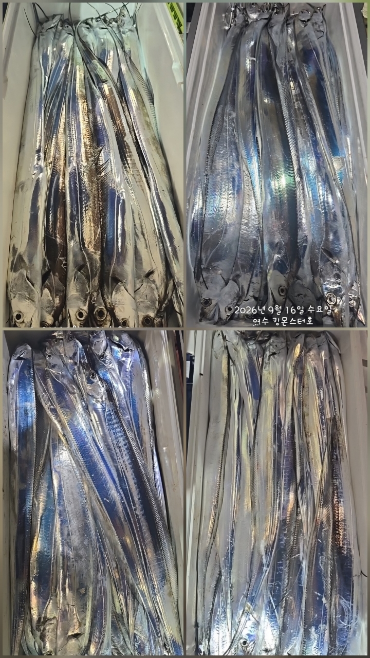 9월 16일 갈치 선상낚시 조황 현장 사진 32