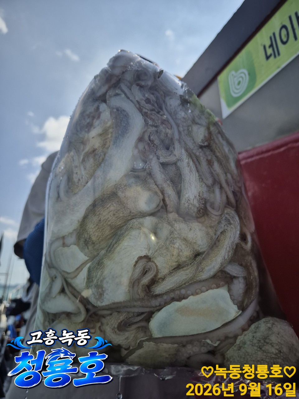 9월 16일 문어 선상낚시 조황 현장 사진 12