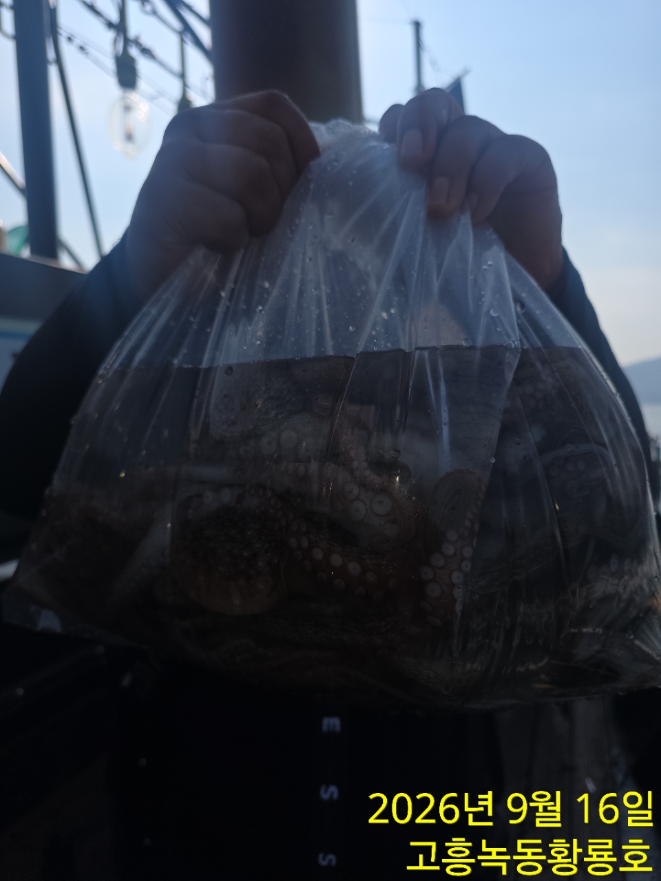 9월 16일 고흥 문어 선상낚시 조황 현장 사진 4
