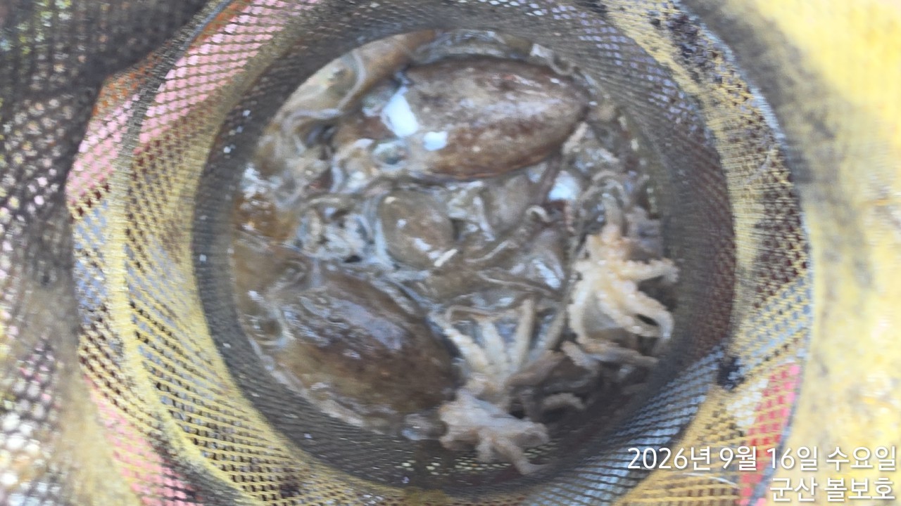 9월 16일 군산 주꾸미 선상낚시 조황 현장 사진 2