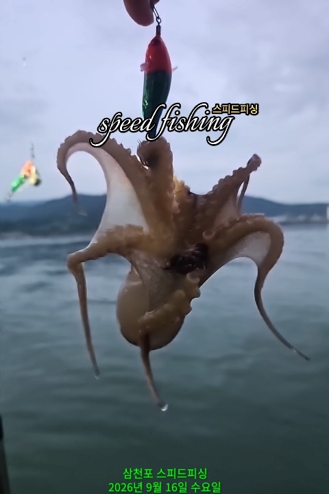 9월 16일 삼천포 주꾸미 선상낚시 조황 현장 사진 10