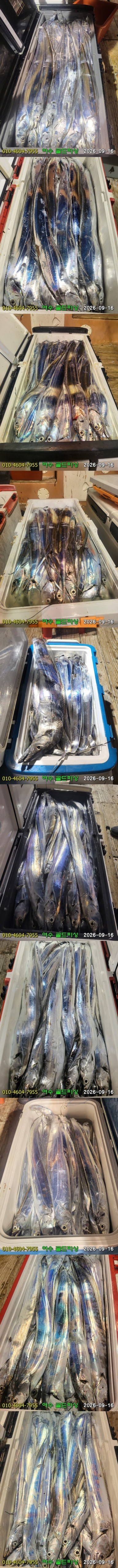 9월 16일 여수 갈치 선상낚시 조황 현장 사진 5