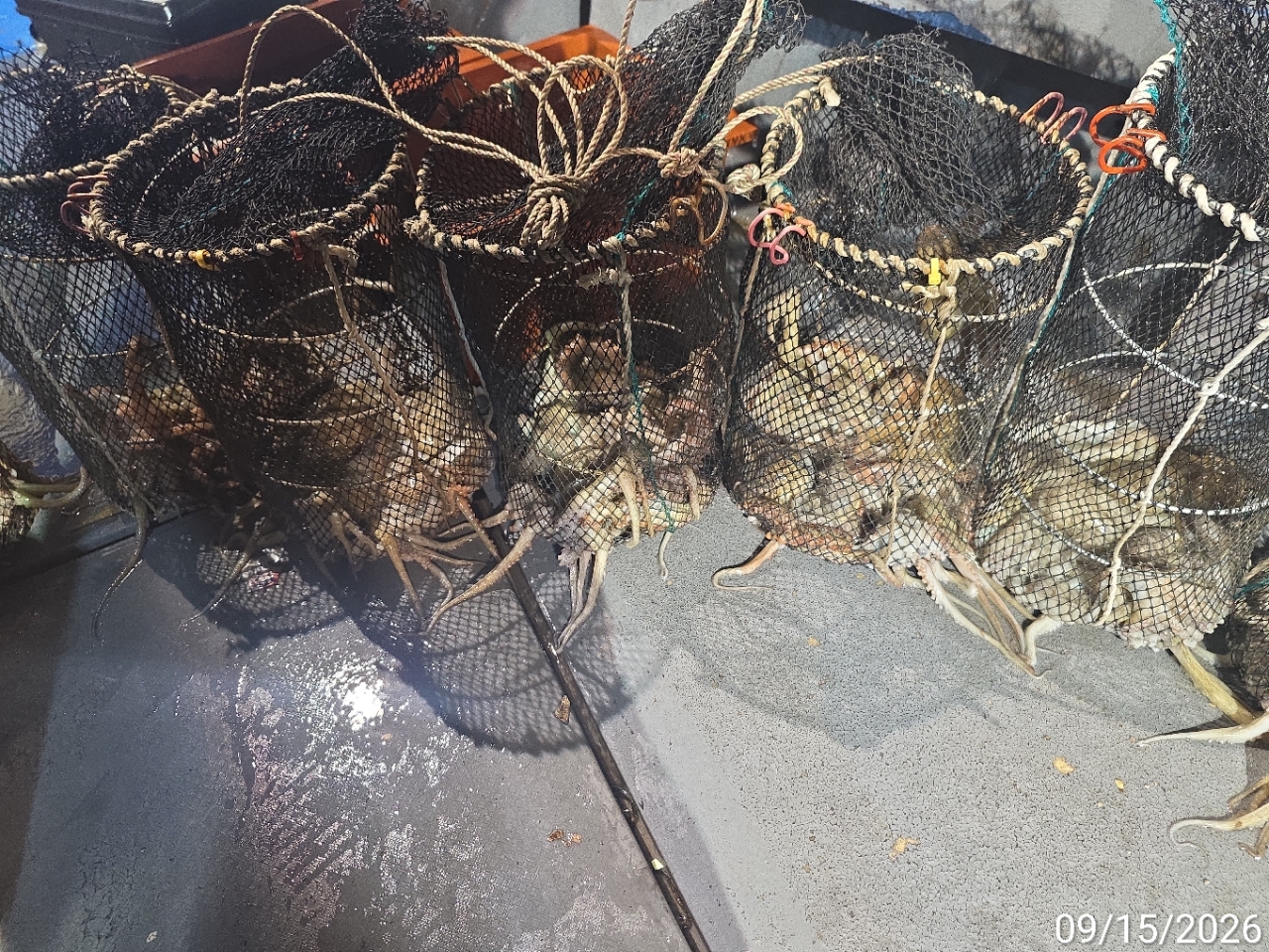 9월 16일 남해 문어 선상낚시 조황 현장 사진 10