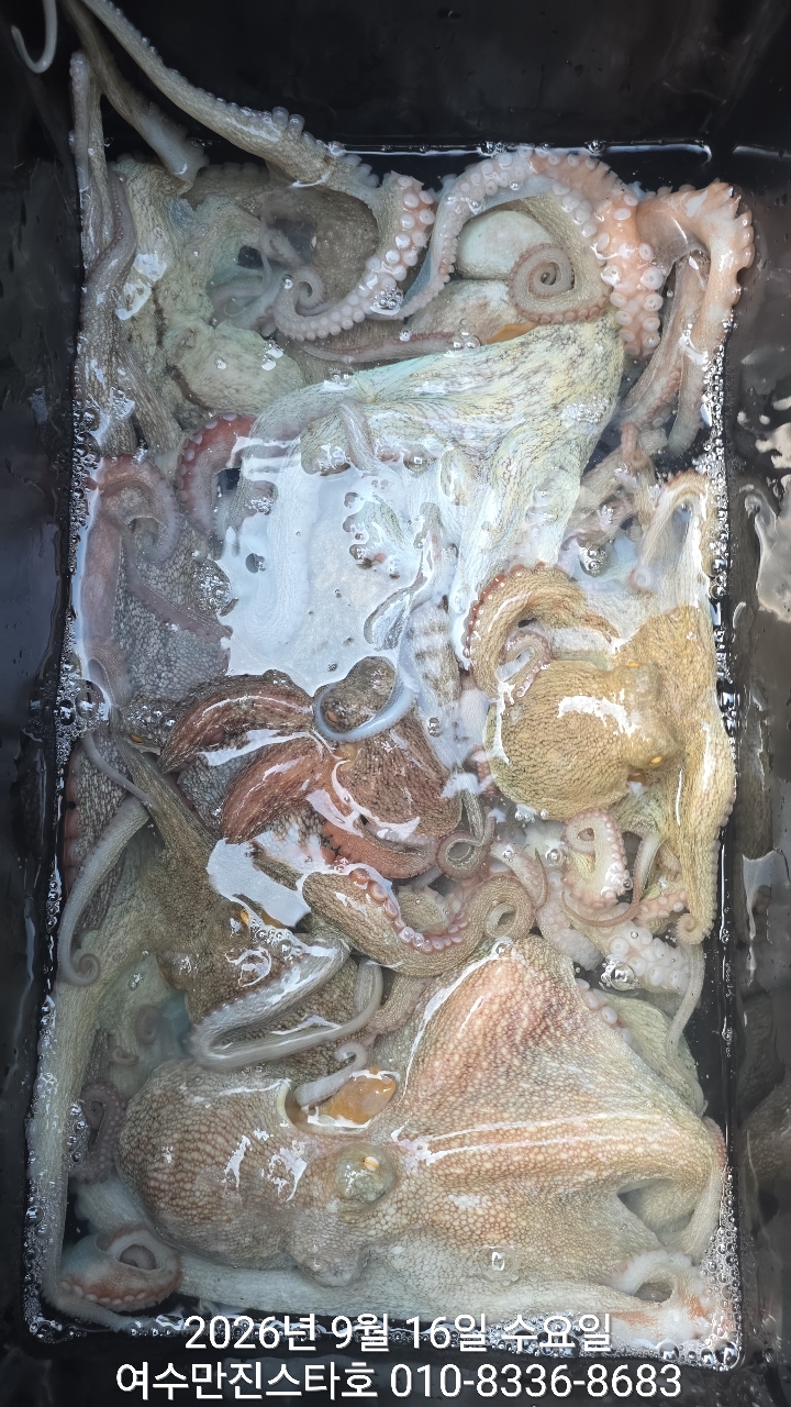9월 16일 여수 문어 선상낚시 조황 현장 사진 9