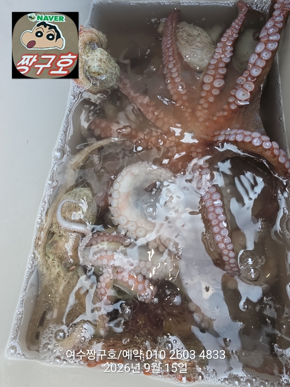 9월 15일 여수 문어 선상낚시 조황 현장 사진 15