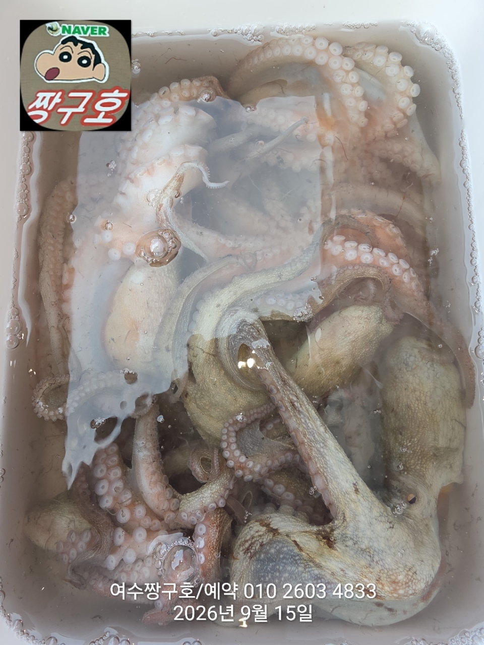 9월 15일 여수 문어 선상낚시 조황 현장 사진 23