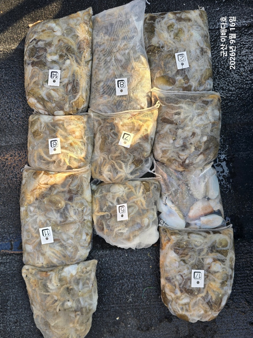 9월 16일 군산 주꾸미 선상낚시 조황 현장 사진 2