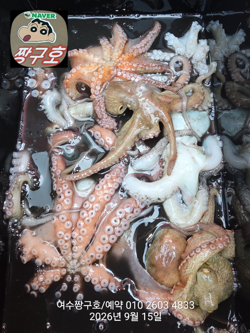 9월 15일 여수 문어 선상낚시 조황 현장 사진 21