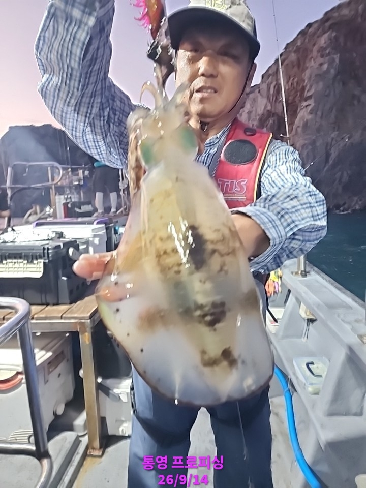 9월 17일 통영 무늬오징어 선상낚시 조황 현장 사진 7