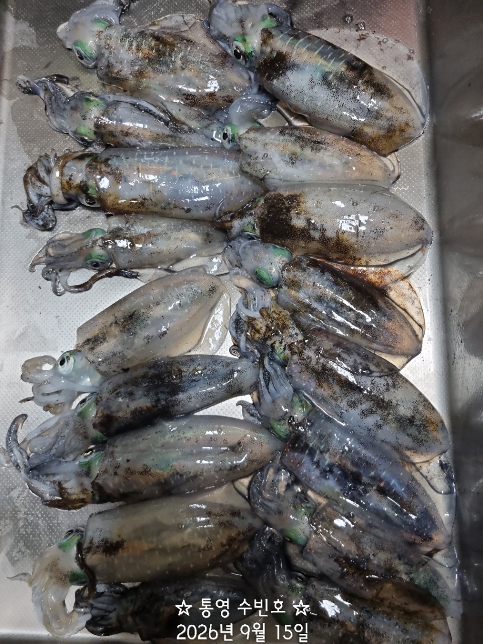 9월 17일 무늬오징어 선상낚시 조황 현장 사진 4