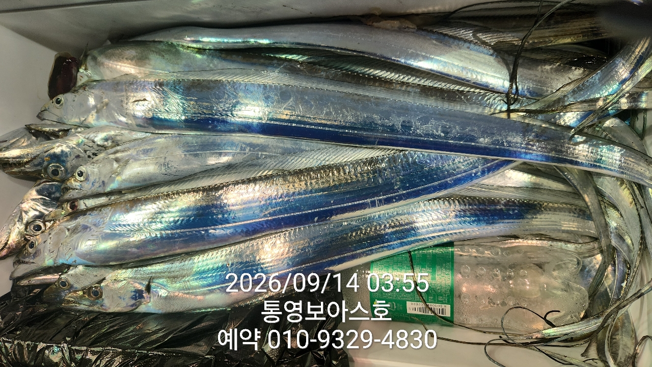 9월 17일 통영 문어 선상낚시 조황 현장 사진 9