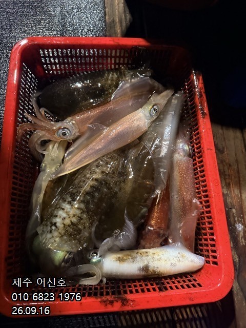 9월 16일 제주 갑오징어 선상낚시 조황 현장 사진 10