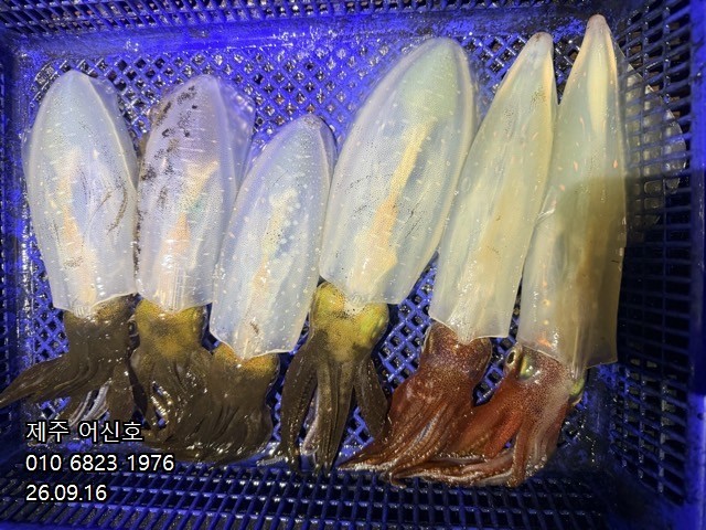 9월 16일 제주 갑오징어 선상낚시 조황 현장 사진 5