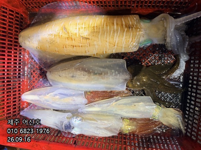 9월 16일 제주 갑오징어 선상낚시 조황 현장 사진 7