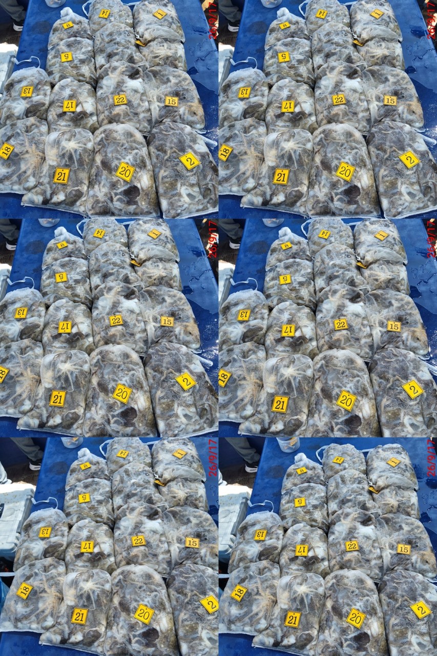 9월 17일 군산 주꾸미 선상낚시 조황 현장 사진 1