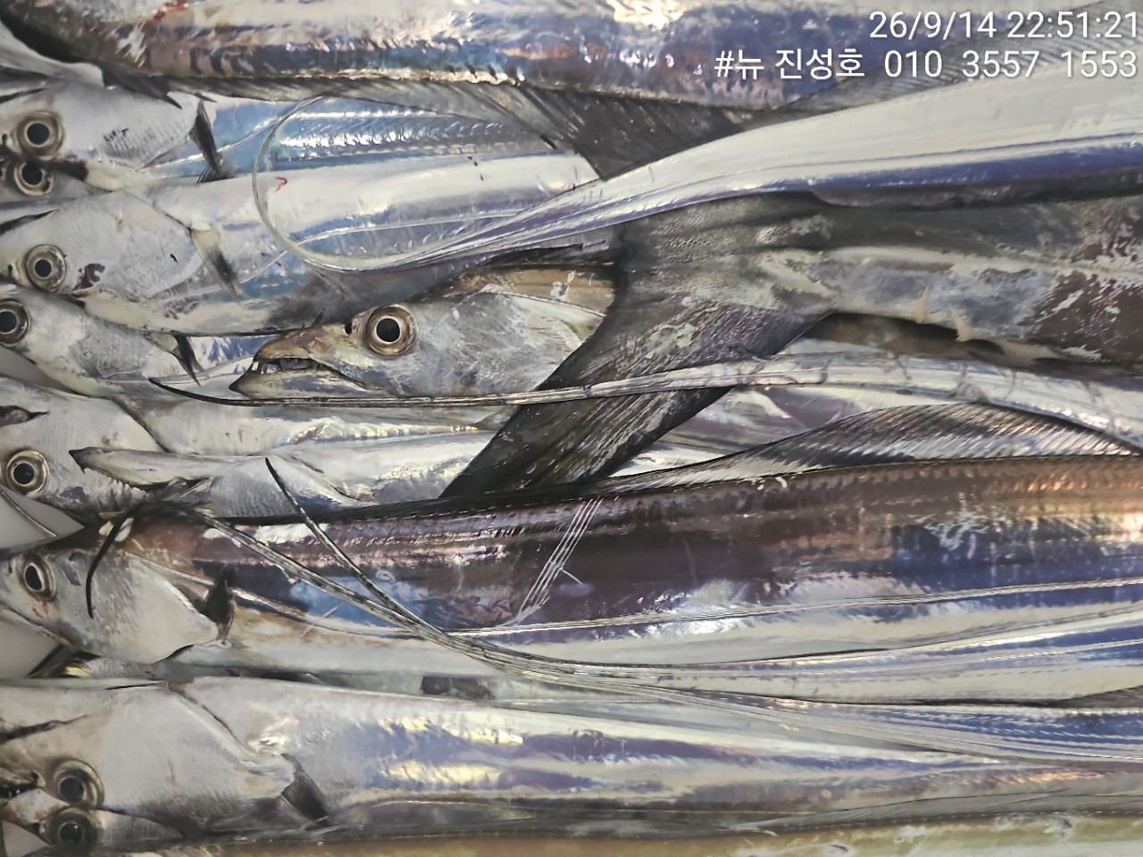 9월 17일 거제 선상낚시 조황 현장 사진 3