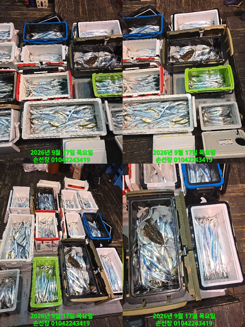 9월 17일 마산 갈치 선상낚시 조황 현장 사진 4